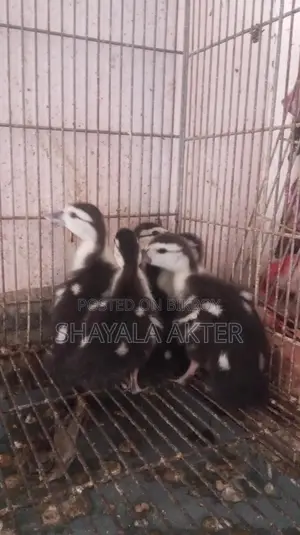 চীনা হাঁসের বাচ্চা