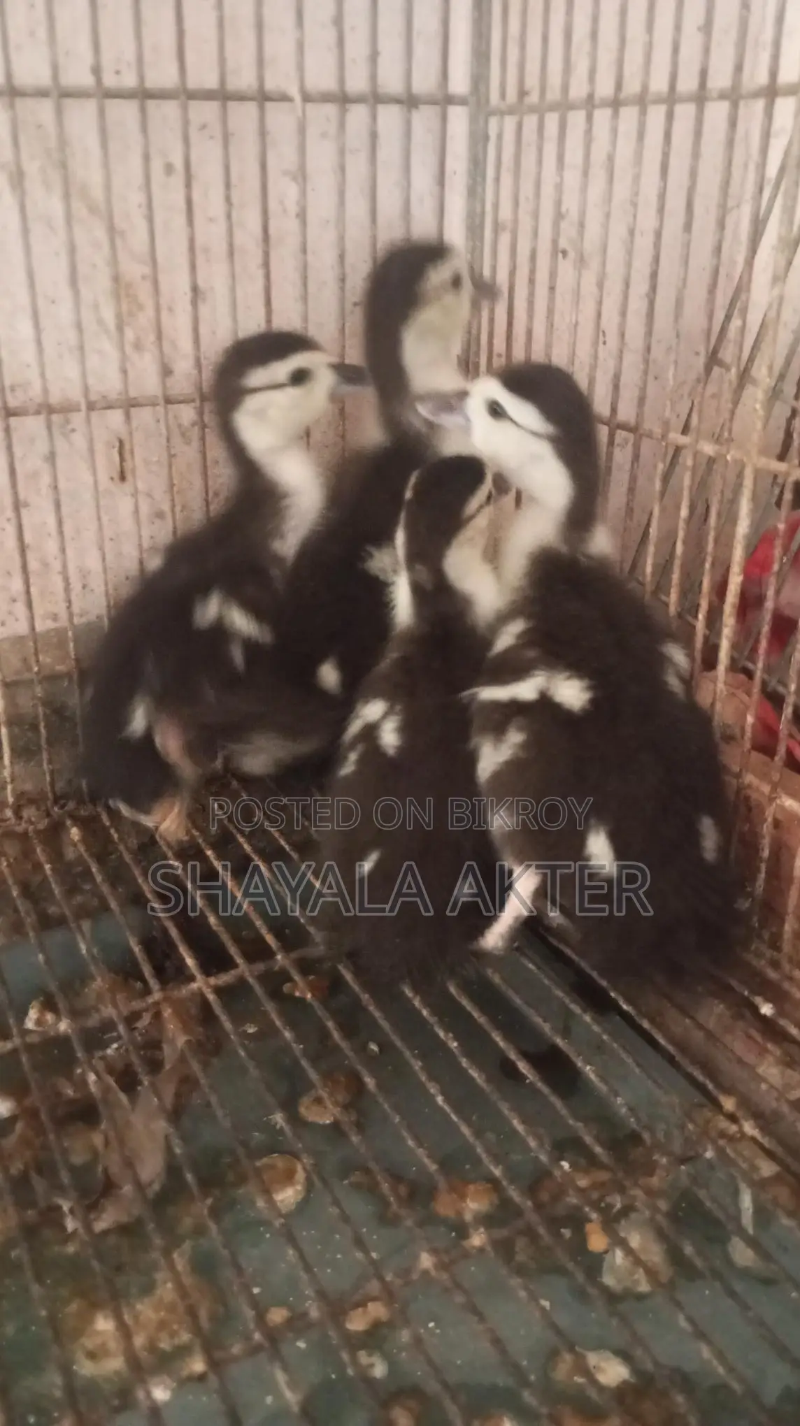 চীনা হাঁসের বাচ্চা
