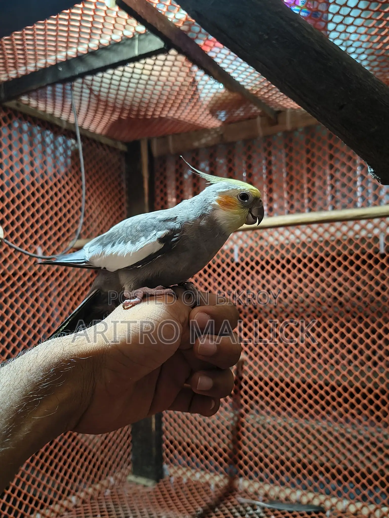 টেম ককাটেল