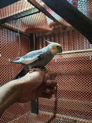 টেম ককাটেল