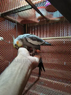 টেম ককাটেল