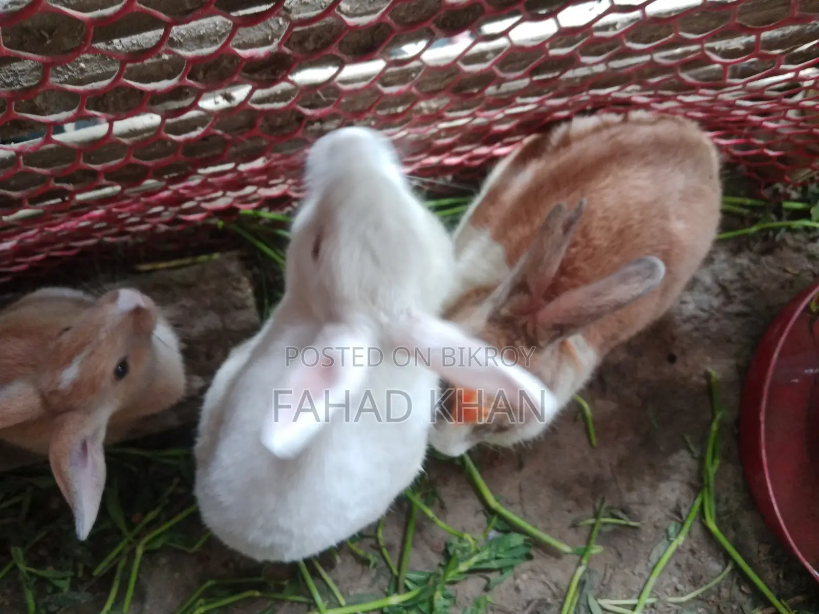 Adult Rabbit
