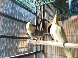 Cockatiel Running Pair