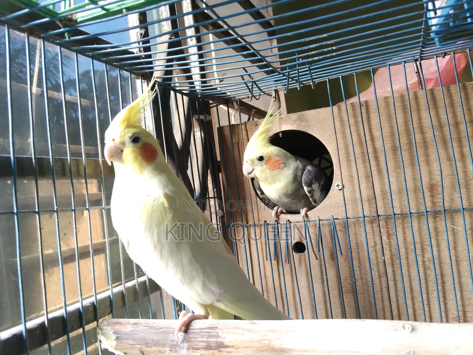 Cockatiel Running Pair