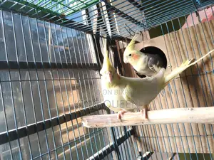 Cockatiel Running Pair