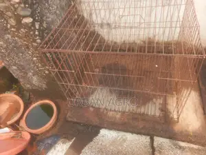 কয়েকটি পাখি খাচা আছে