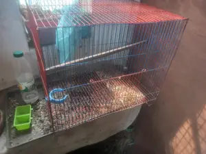 কয়েকটি পাখি খাচা আছে