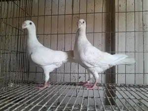 White Beauty, American Lakkha, King