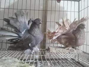 White Beauty, American Lakkha, King