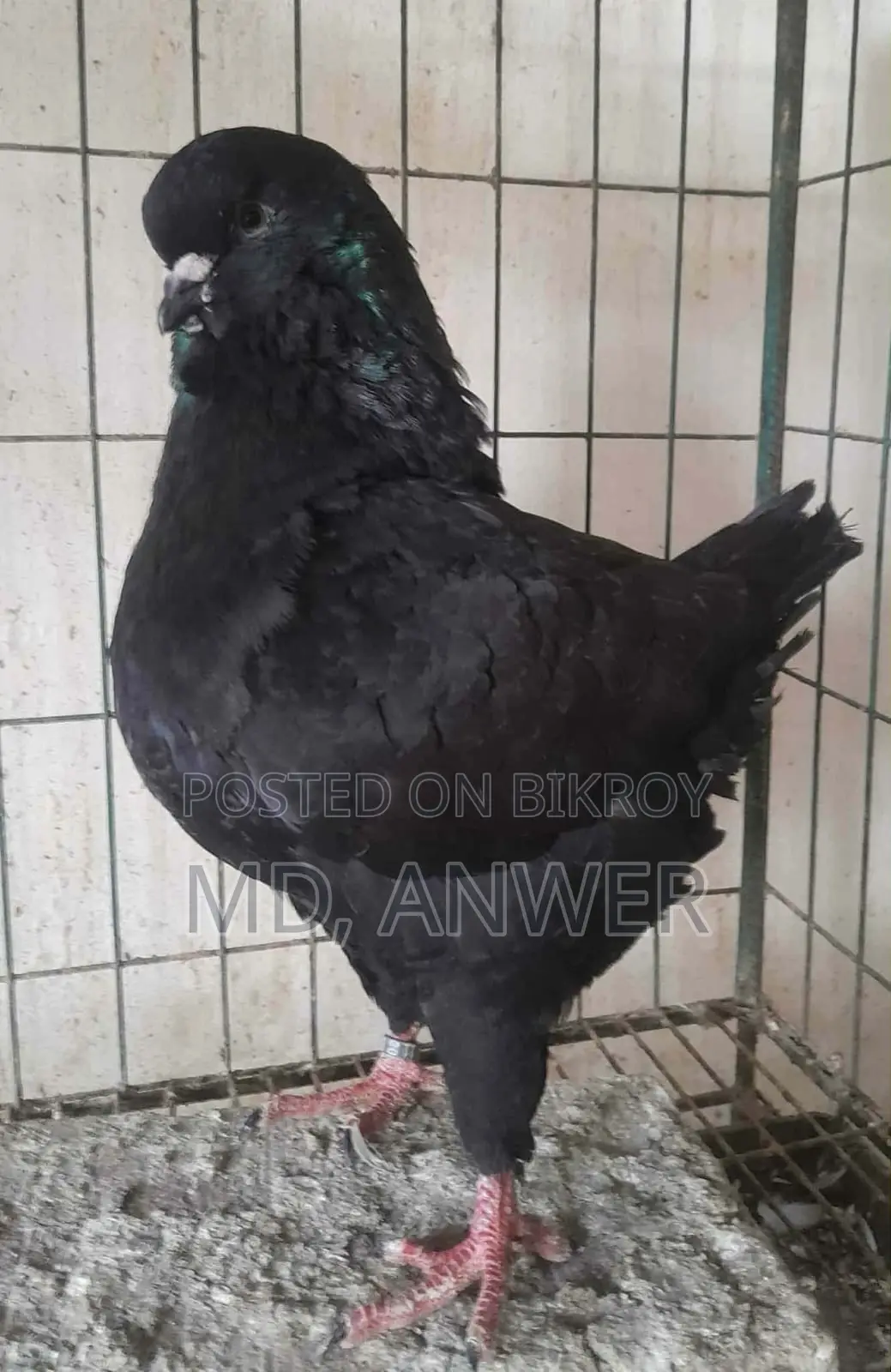 White Beauty, American Lakkha, King