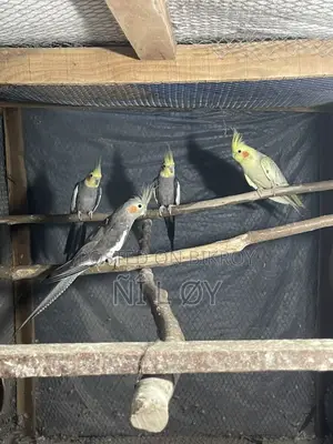 Cockatiel Running Pair
