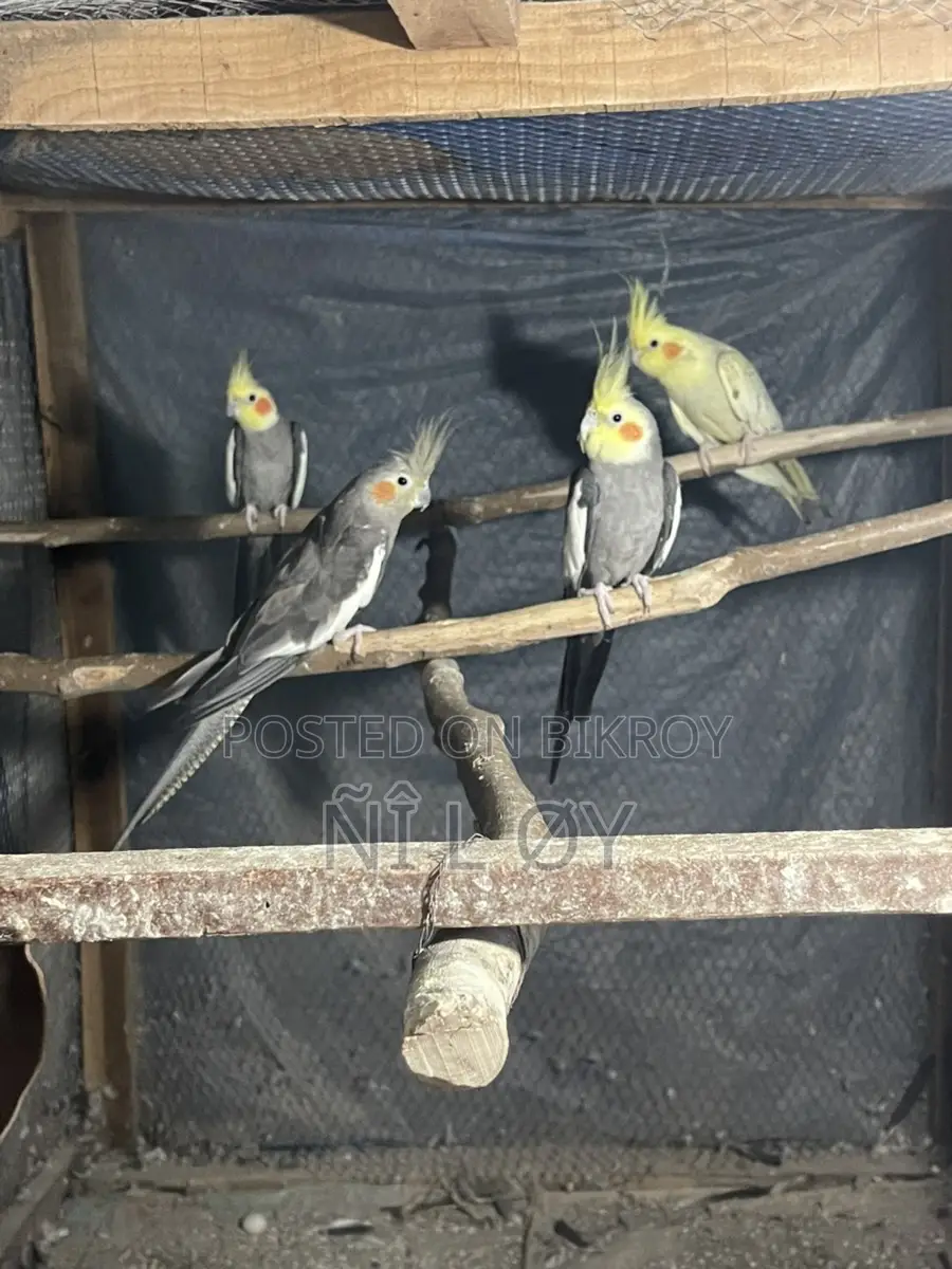 Cockatiel Running Pair