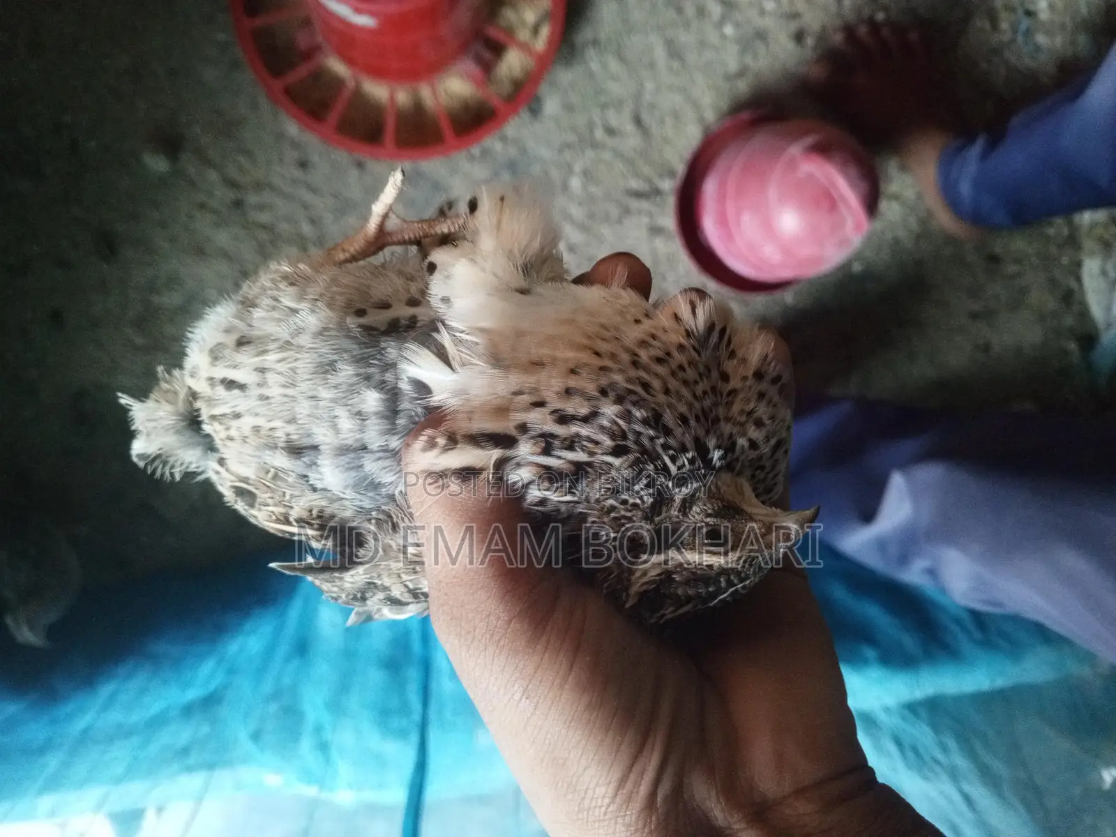 Quail Birds