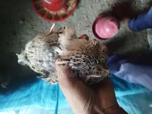 Quail Birds