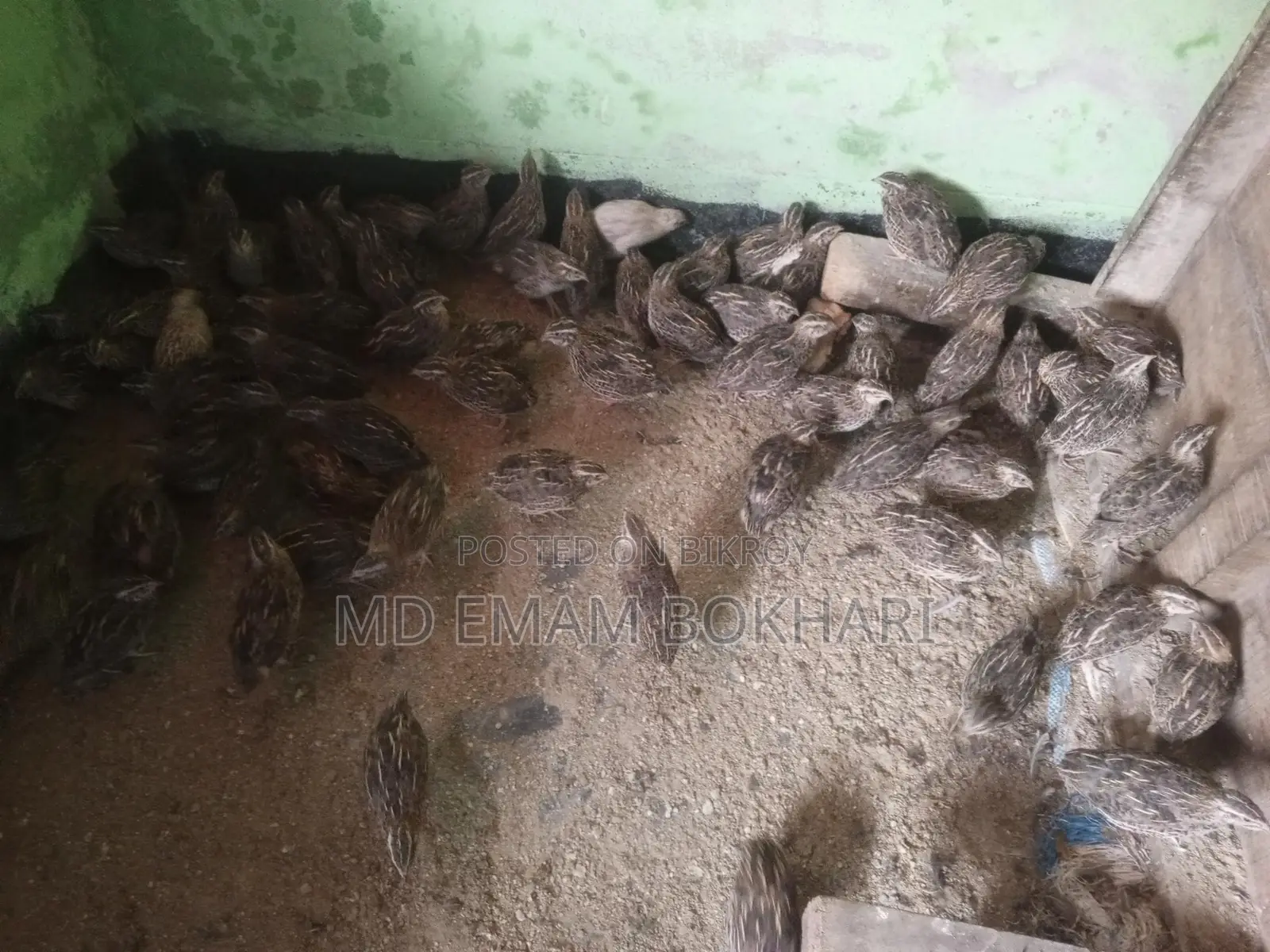Quail Birds