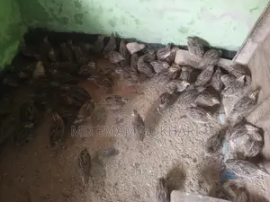 Quail Birds