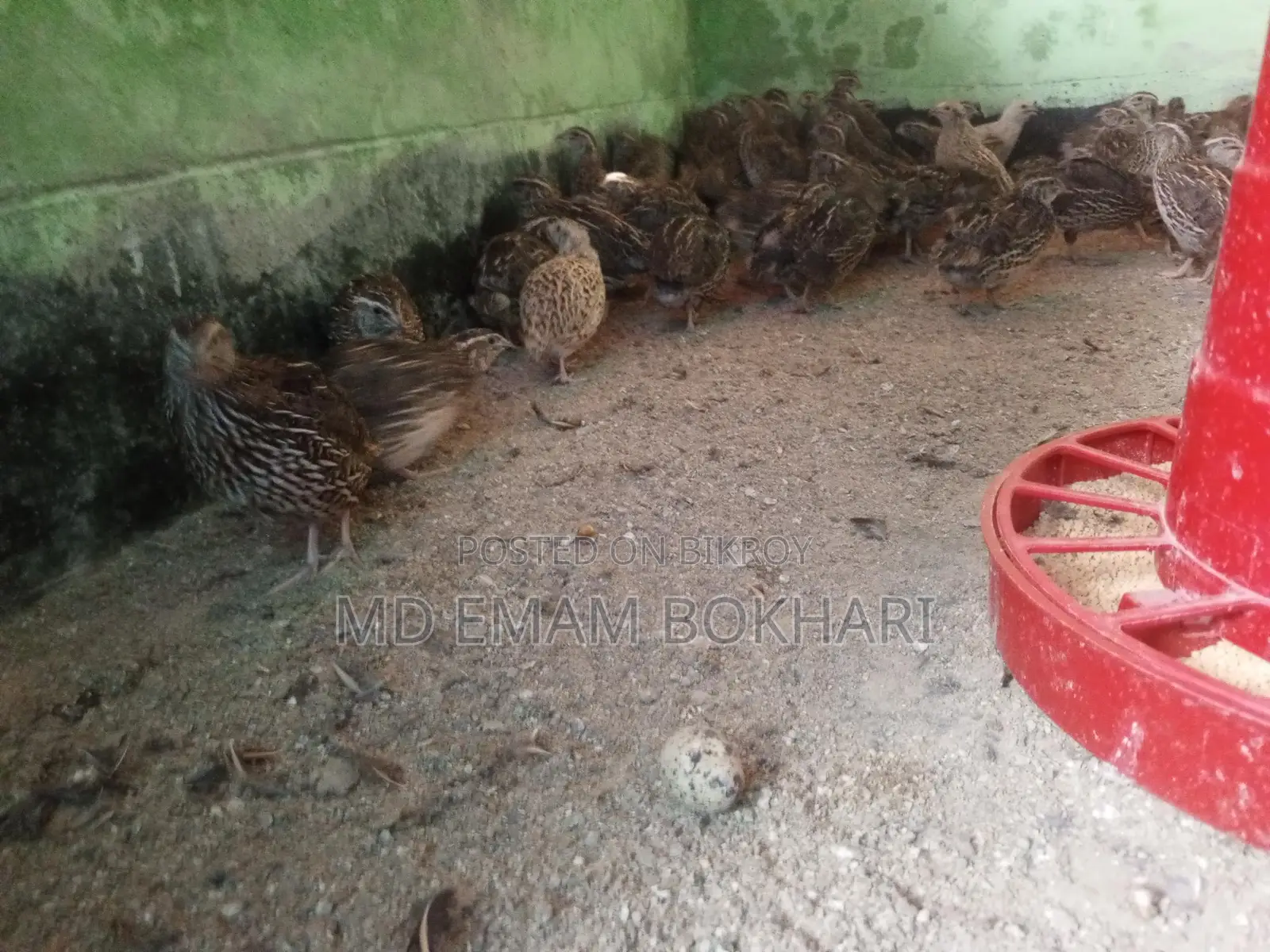 Quail Birds