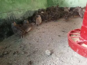 Quail Birds