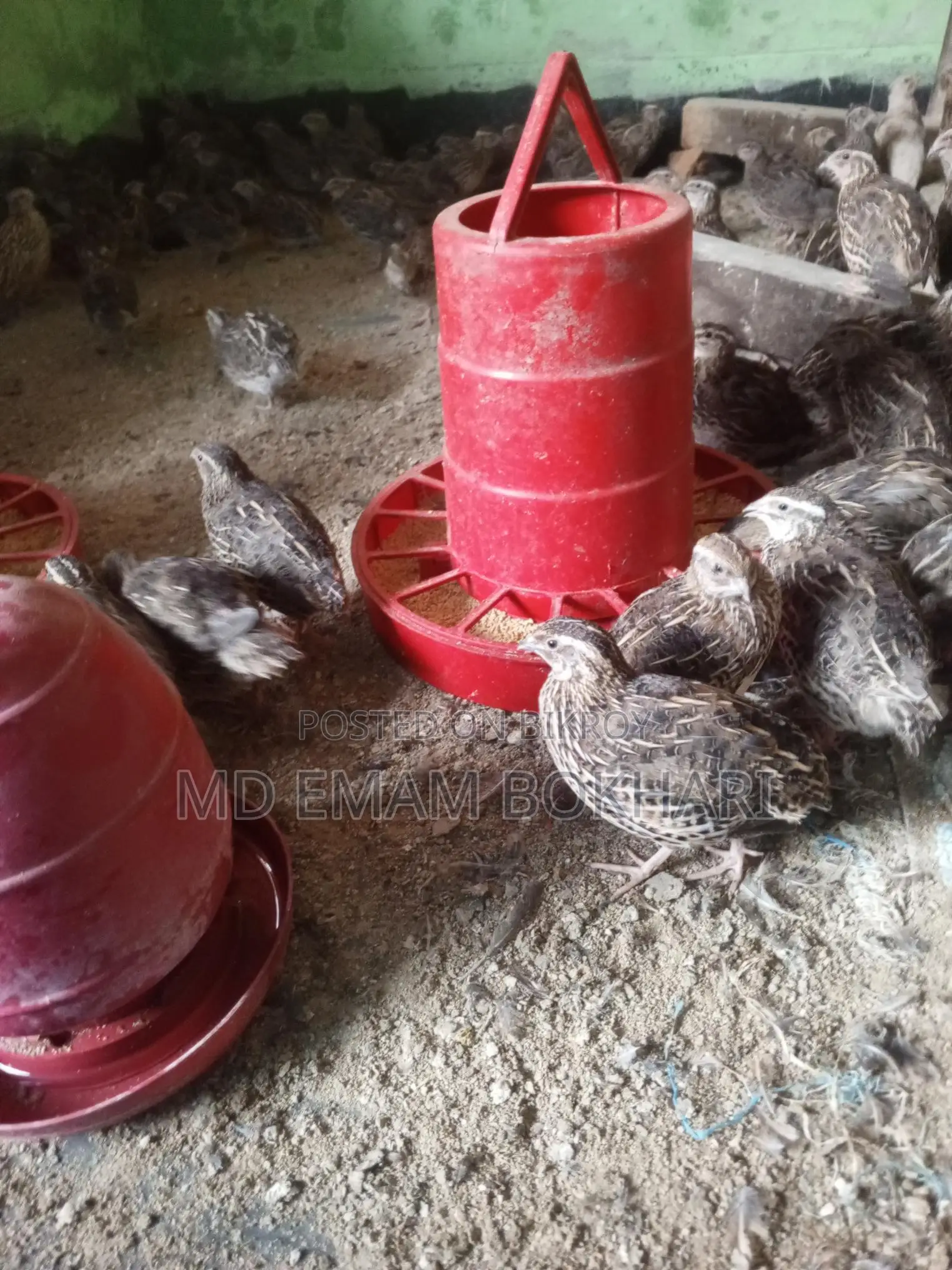 Quail Birds