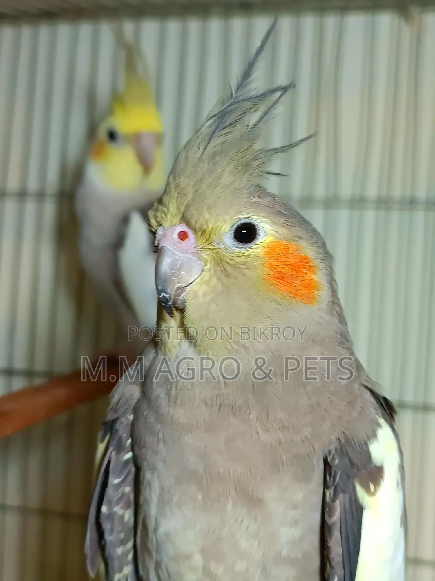 Cockatiel New Pair