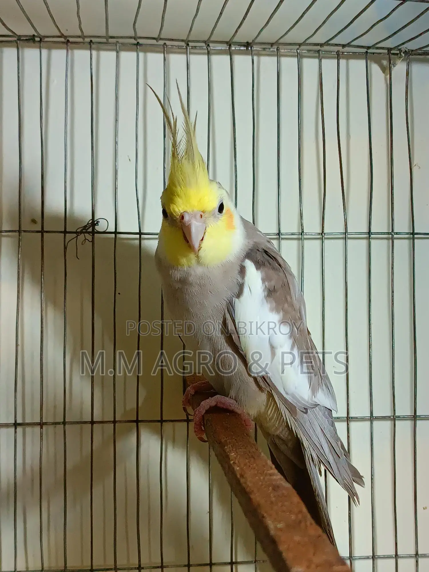 Cockatiel New Pair