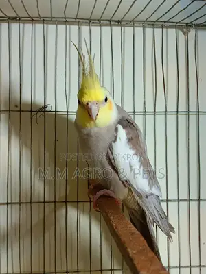 Cockatiel New Pair