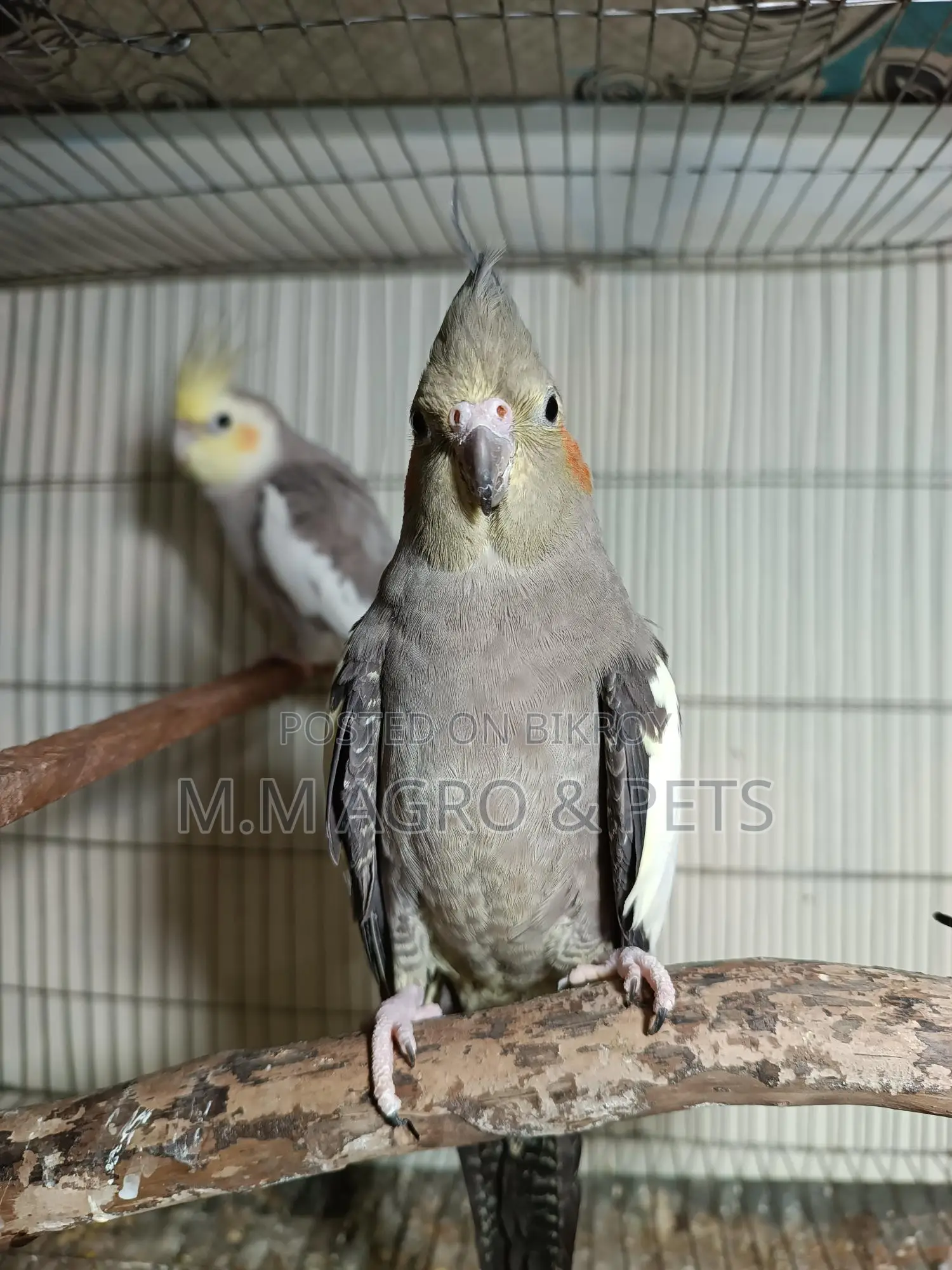 Cockatiel New Pair