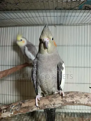 Cockatiel New Pair