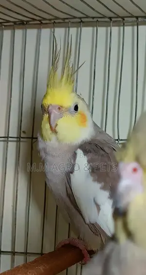 Cockatiel New Pair