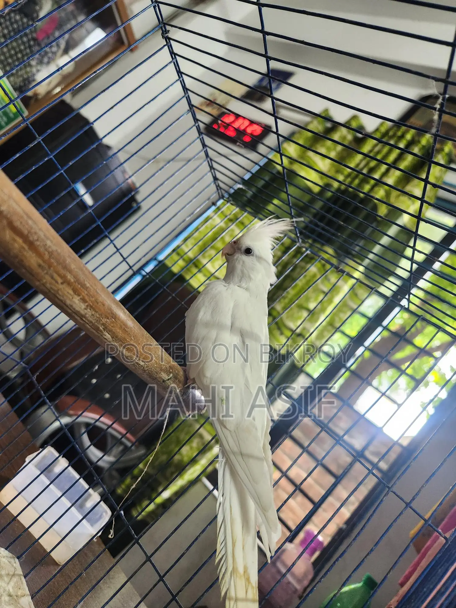 1 Fair Albino Cockatiel