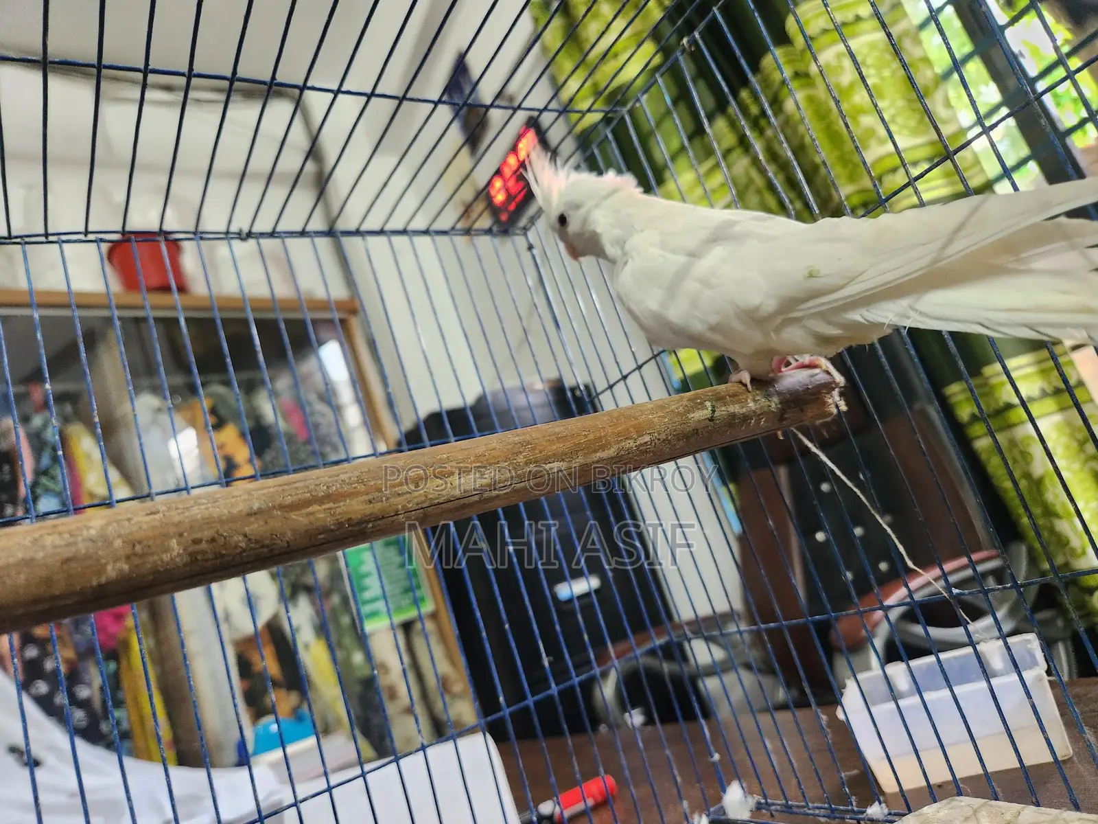 1 Fair Albino Cockatiel
