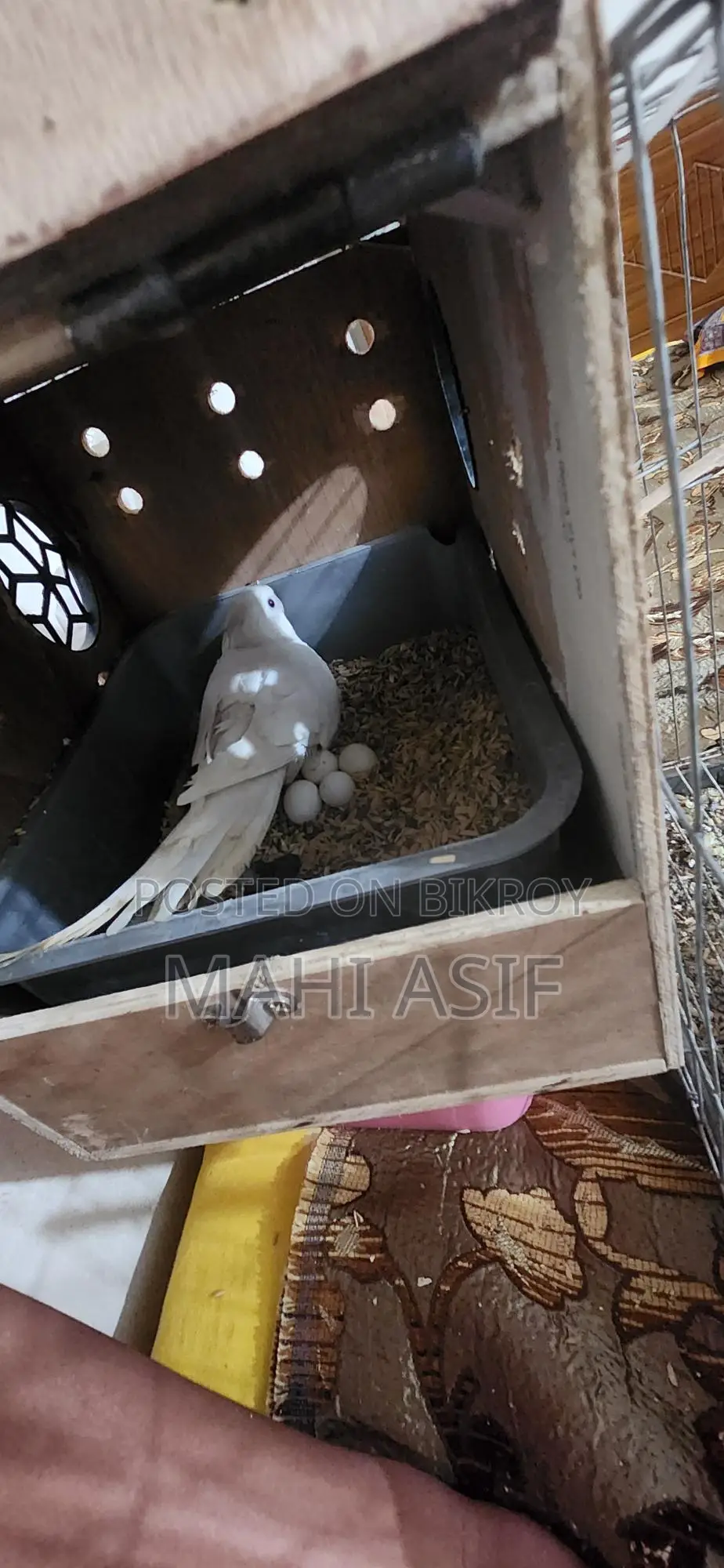1 Fair Albino Cockatiel