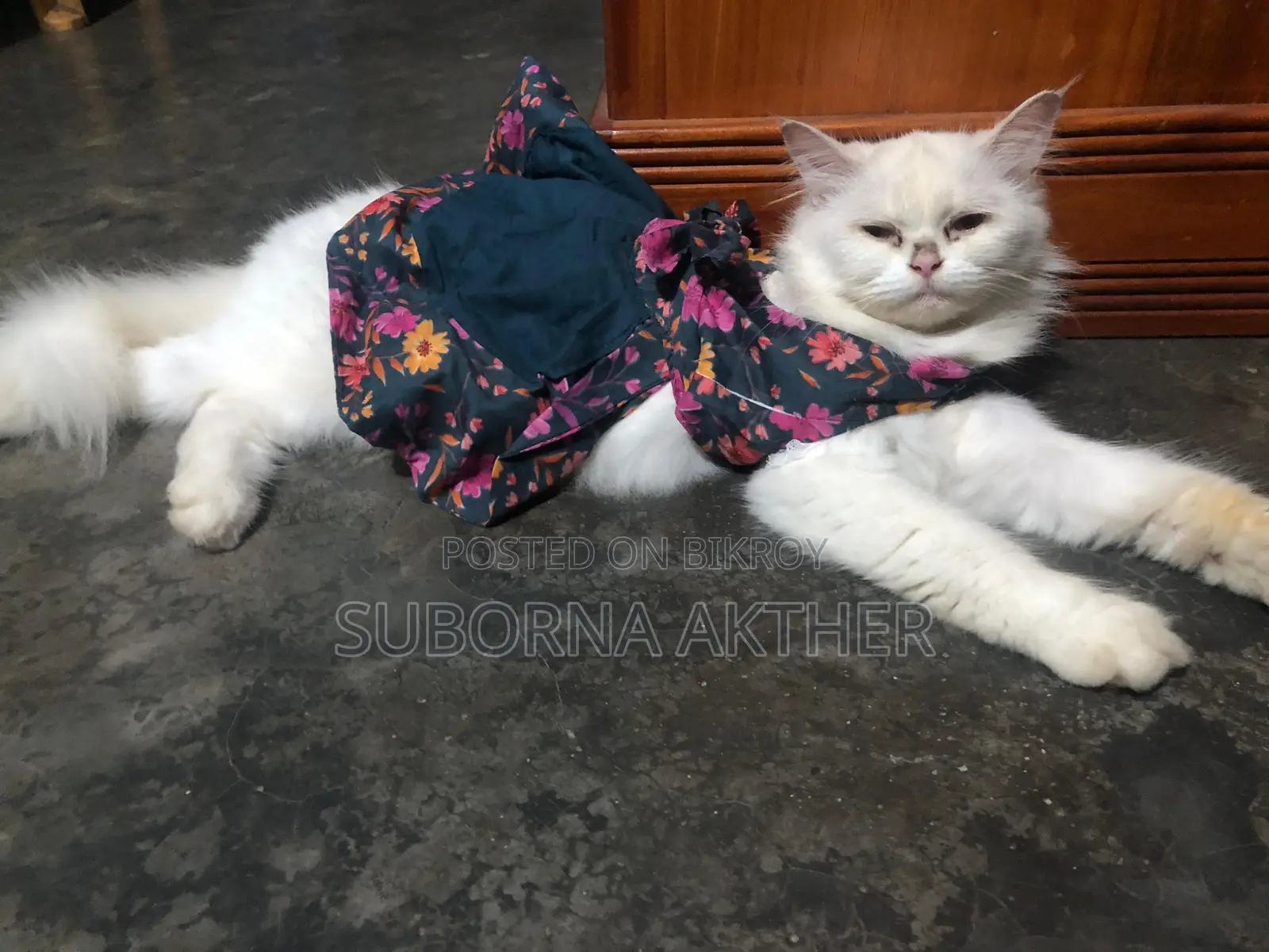 Cat for Sale