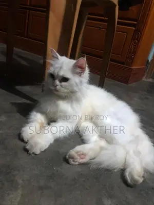Cat for Sale