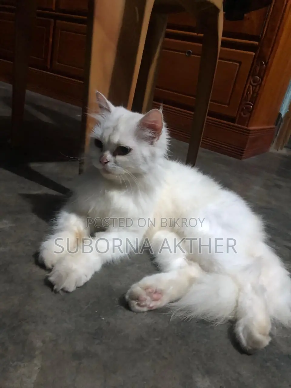 Cat for Sale