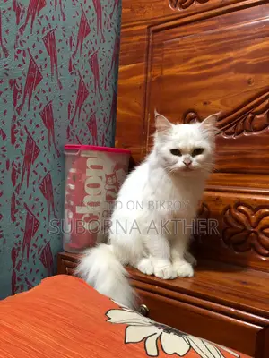 Cat for Sale