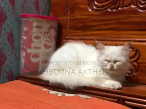 Cat for Sale