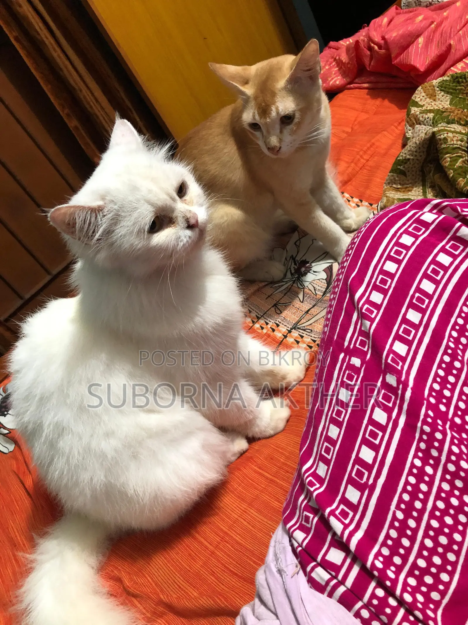 Cat for Sale
