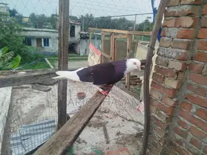 গররা নর