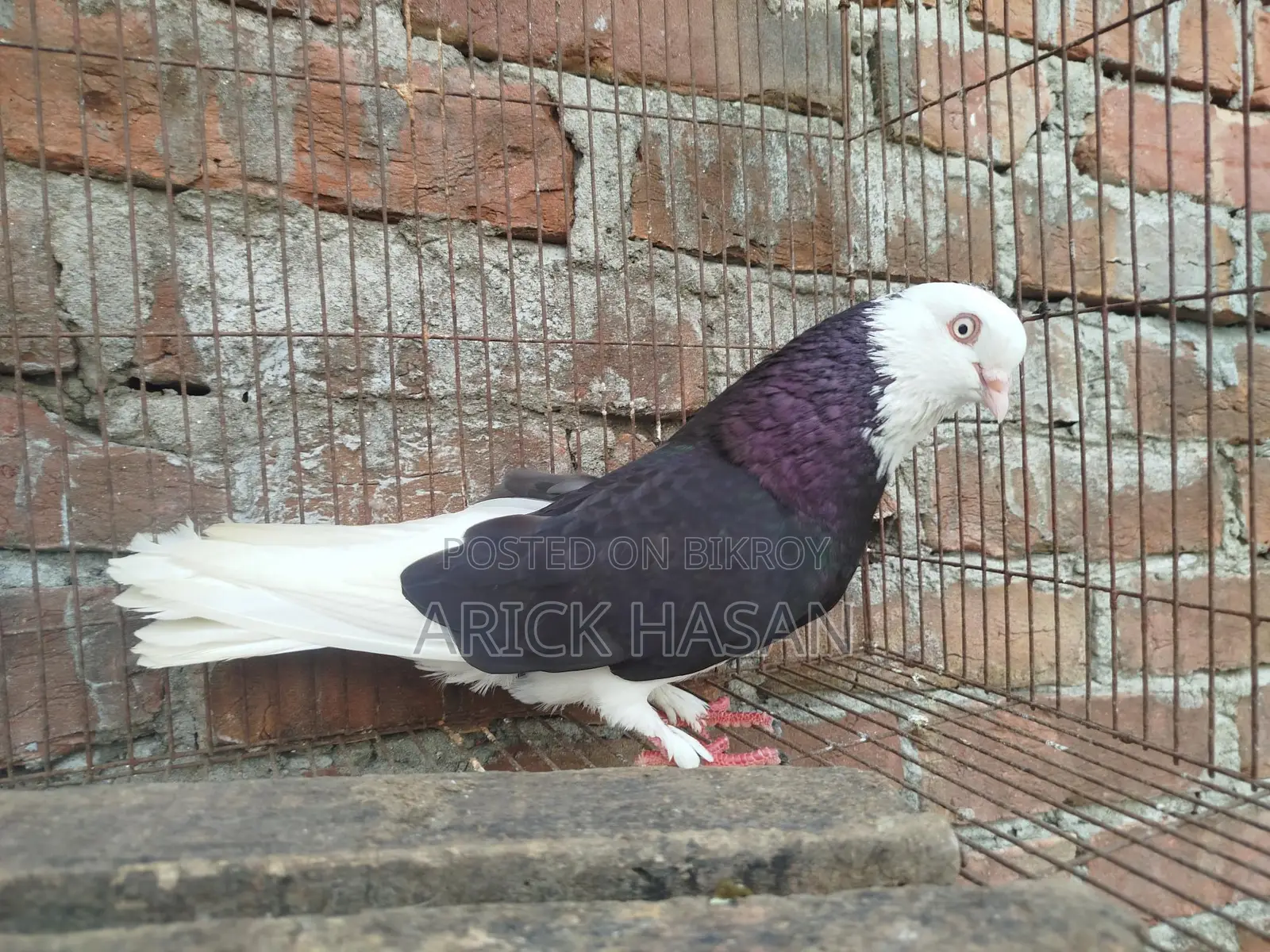গররা নর
