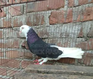 গররা নর