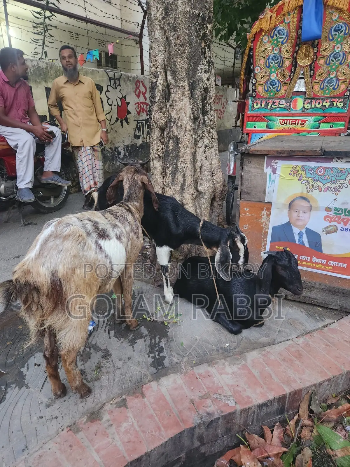 Goats for Sale
