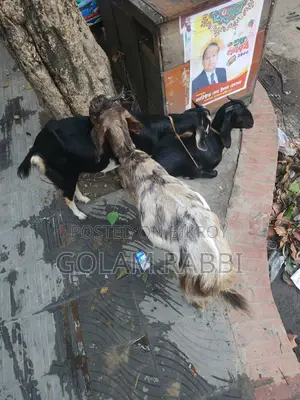 Goats for Sale
