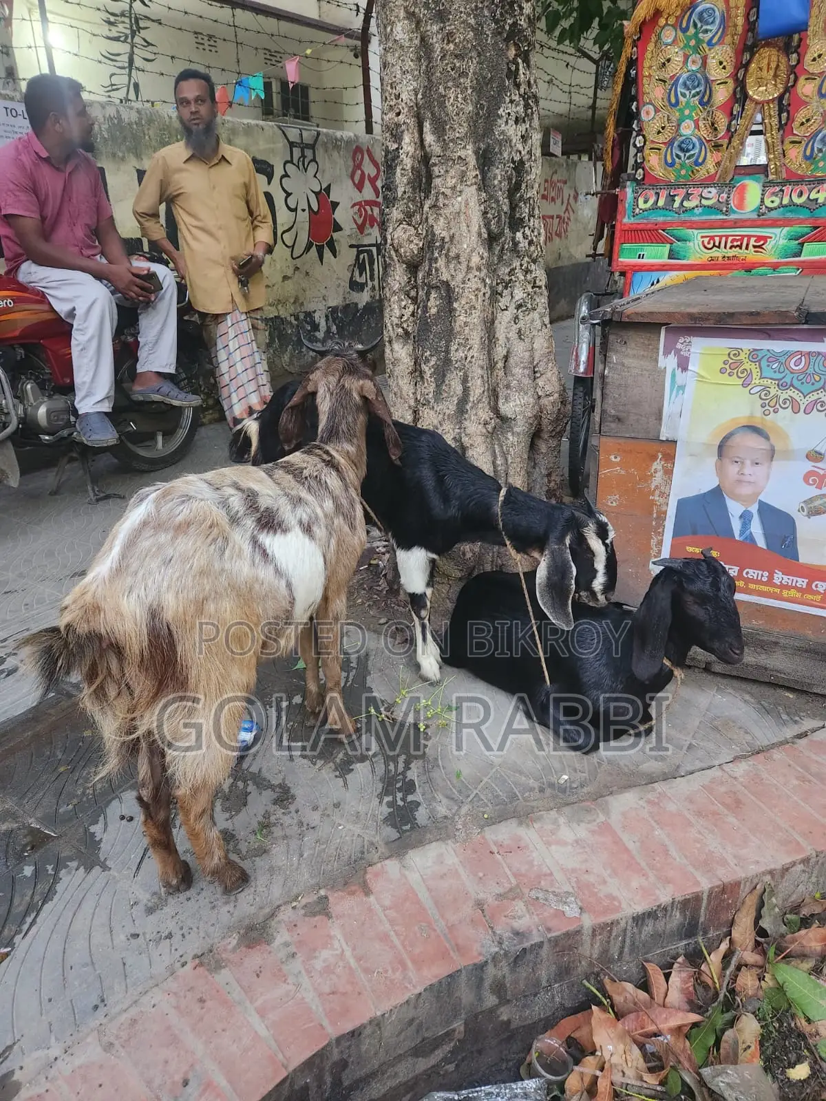 Goats for Sale