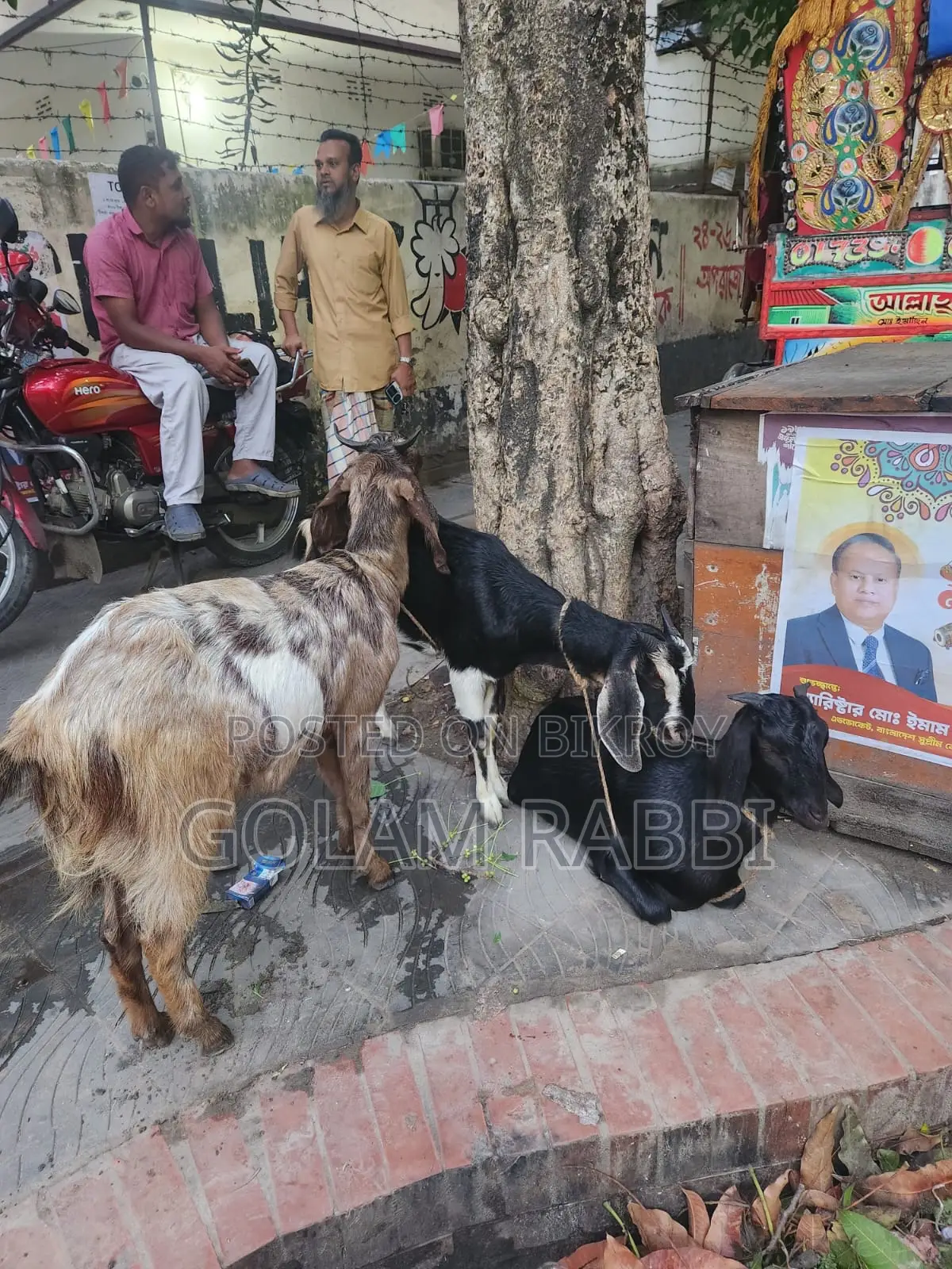 Goats for Sale