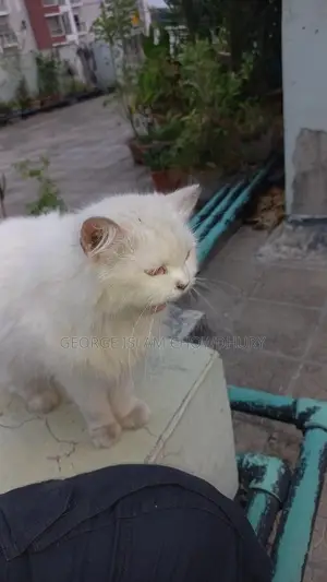 1+ Year Female Purebred Persian