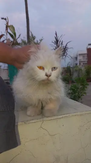 1+ Year Female Purebred Persian