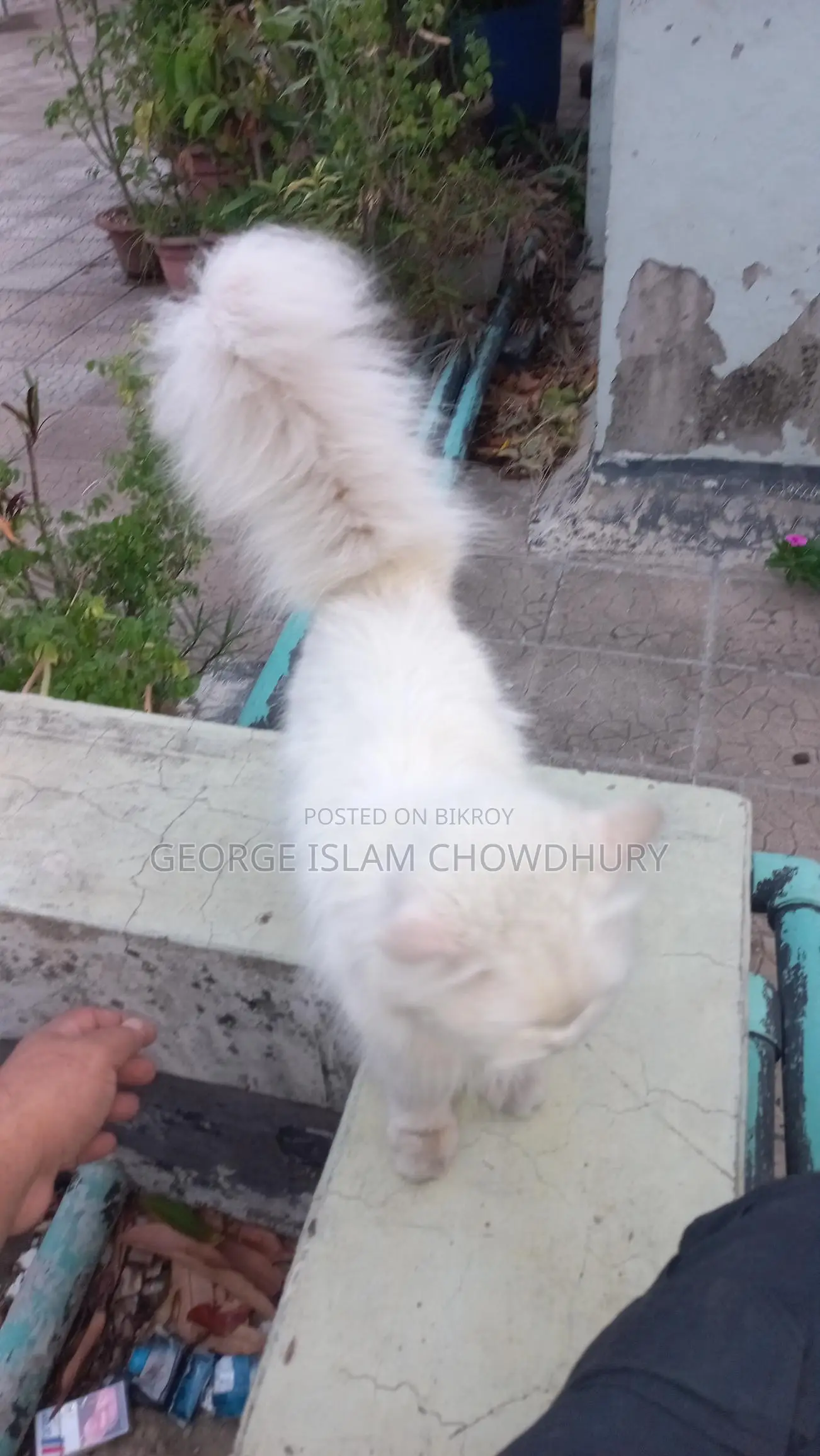 1+ Year Female Purebred Persian