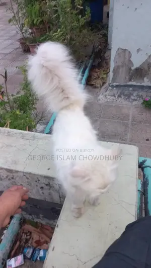1+ Year Female Purebred Persian