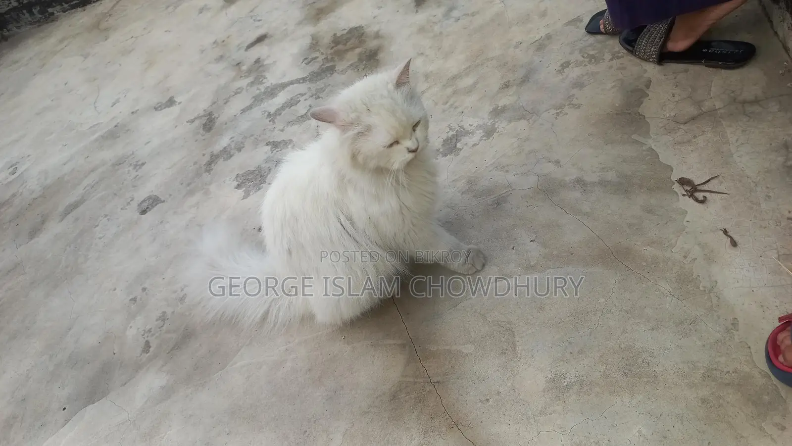 1+ Year Female Purebred Persian
